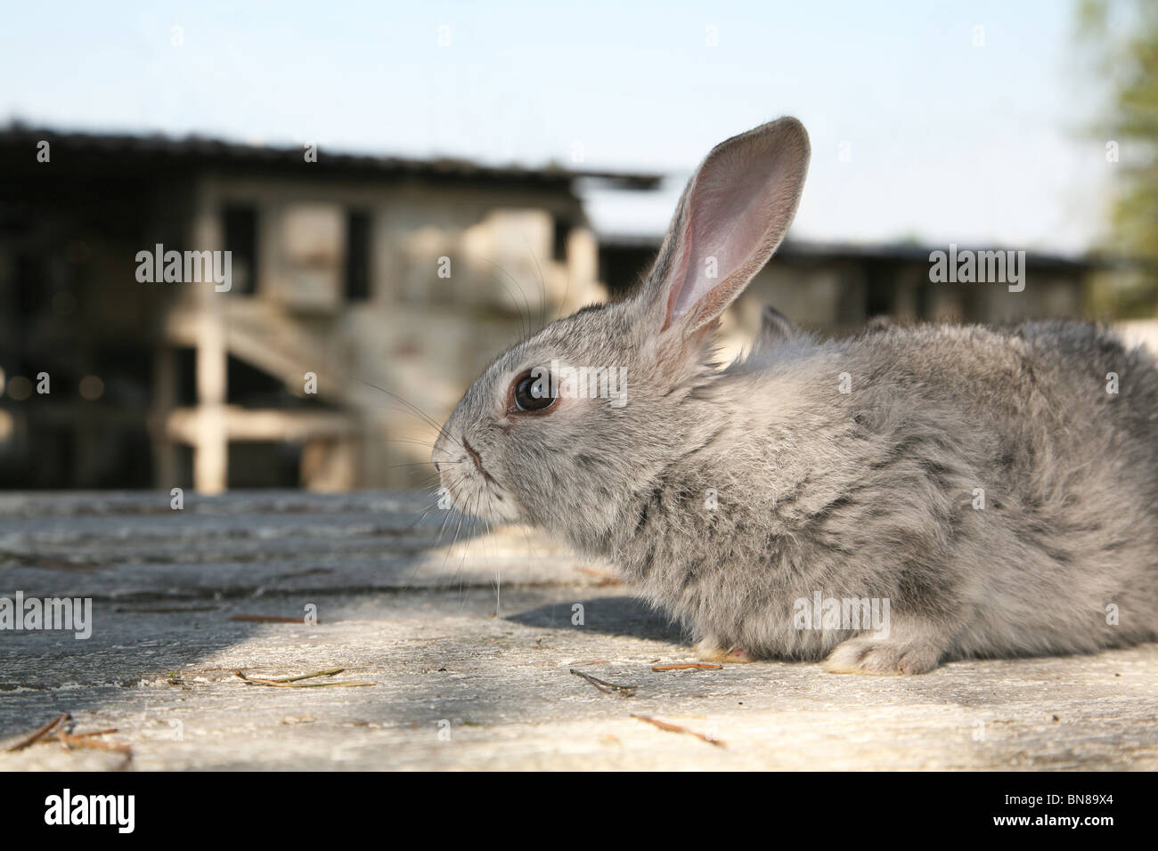 Small grey Rabbit Stock Photo - Alamy