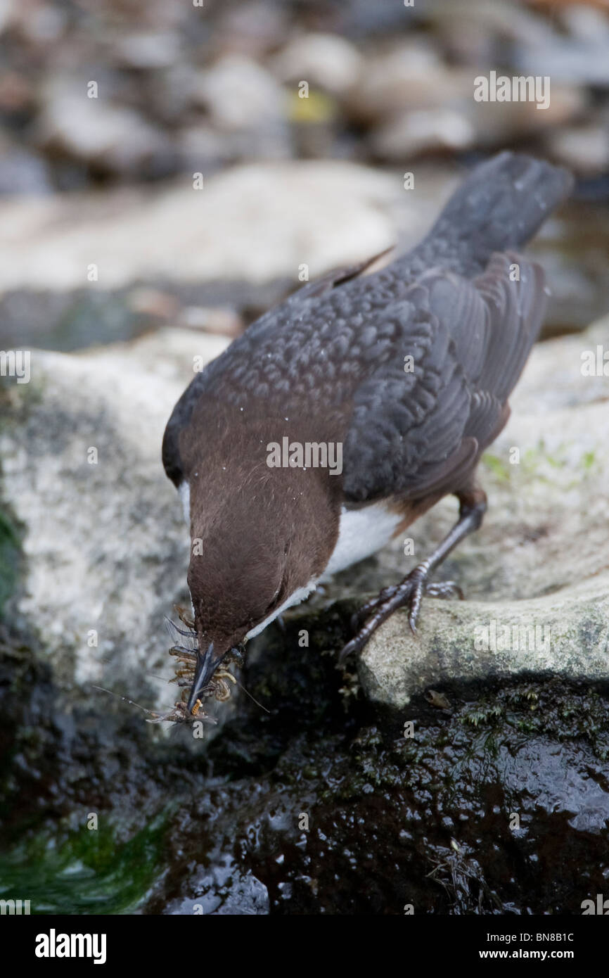 Dipper on the River Alyn, North Wales. Stock Photo