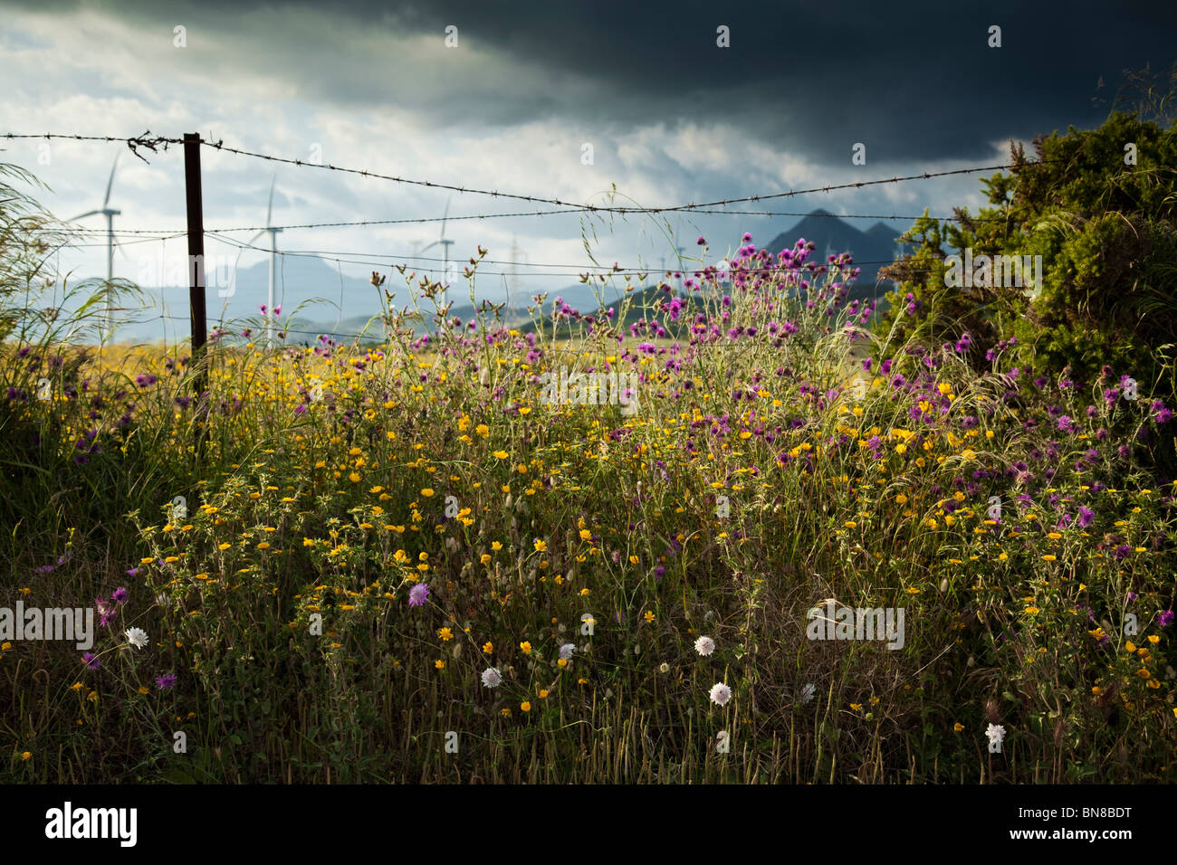 Spring flowers in Spanish hedgerow Stock Photo Alamy