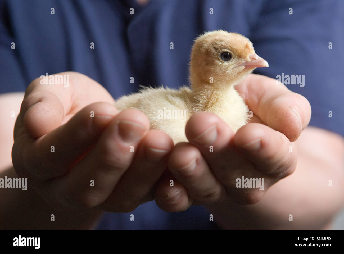 Three day old Turkey chick. It will be bred as a Free Range bird. Stock Photo