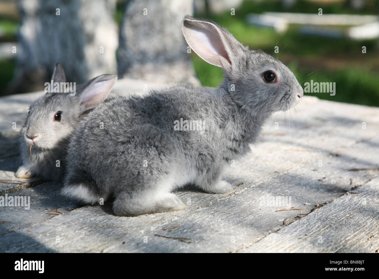 Small grey Rabbit Stock Photo - Alamy