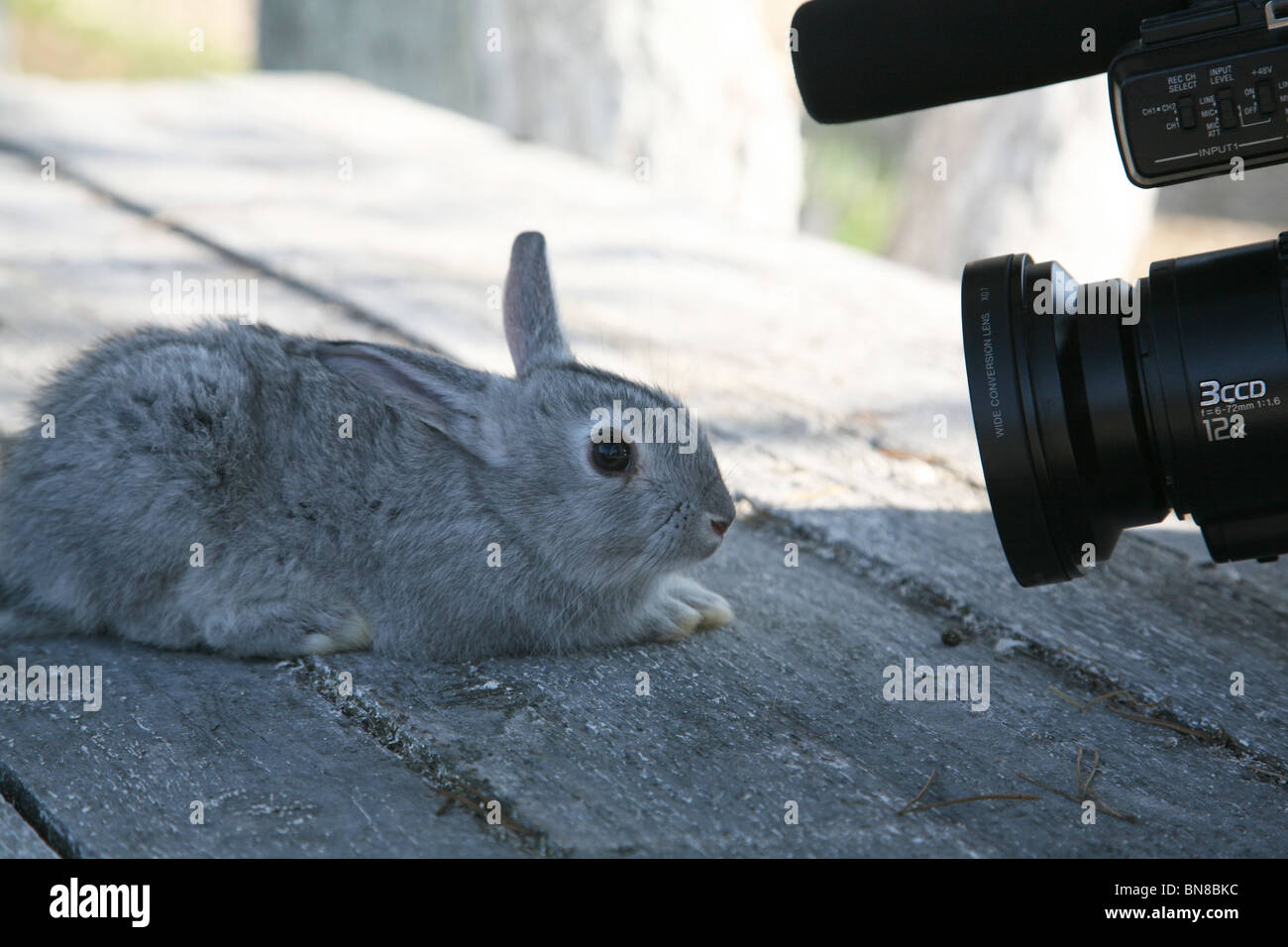 Small grey Rabbit Stock Photo - Alamy