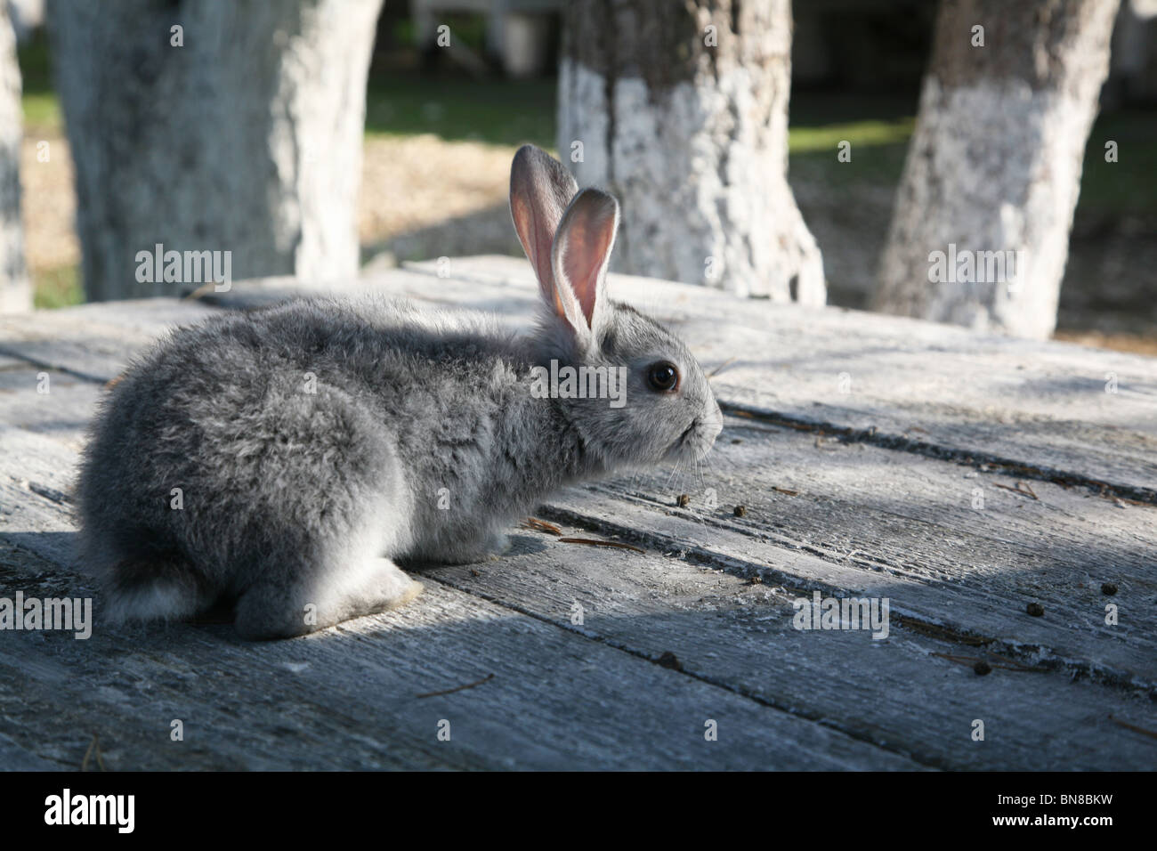 Small grey Rabbit Stock Photo - Alamy