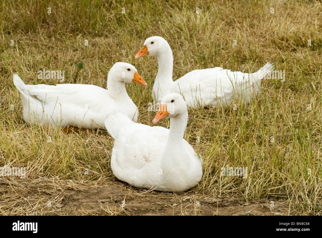 Free Range Goose Geese. Stock Photo