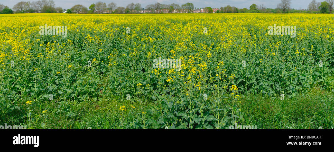 A field of oil seed rape Stock Photo - Alamy
