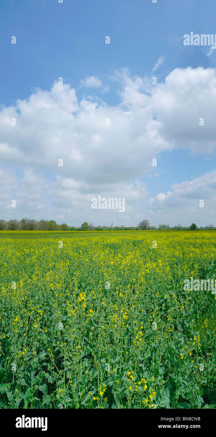 A field of oil seed rape Stock Photo - Alamy