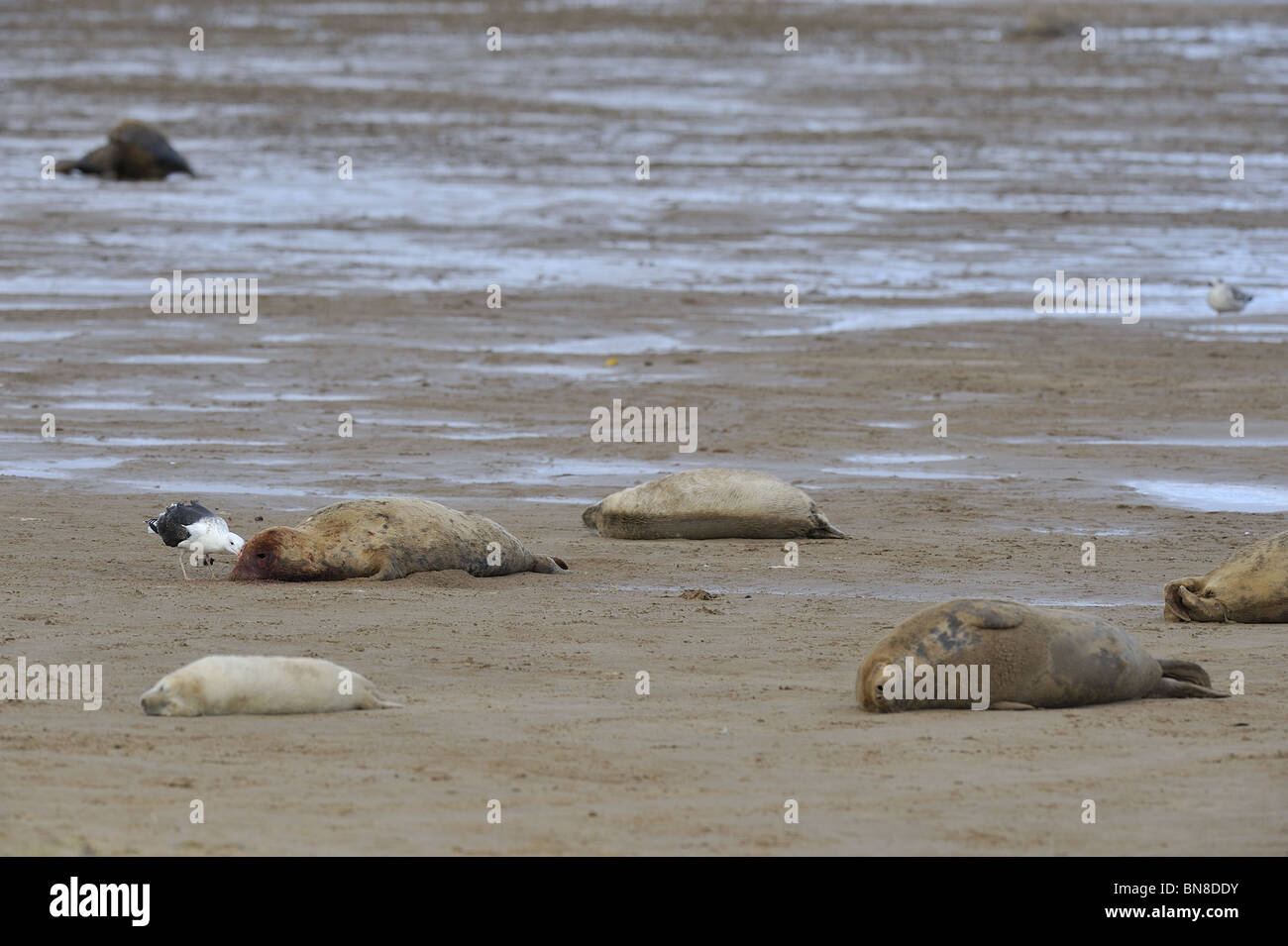 Grey seal eating hires stock photography and images Alamy
