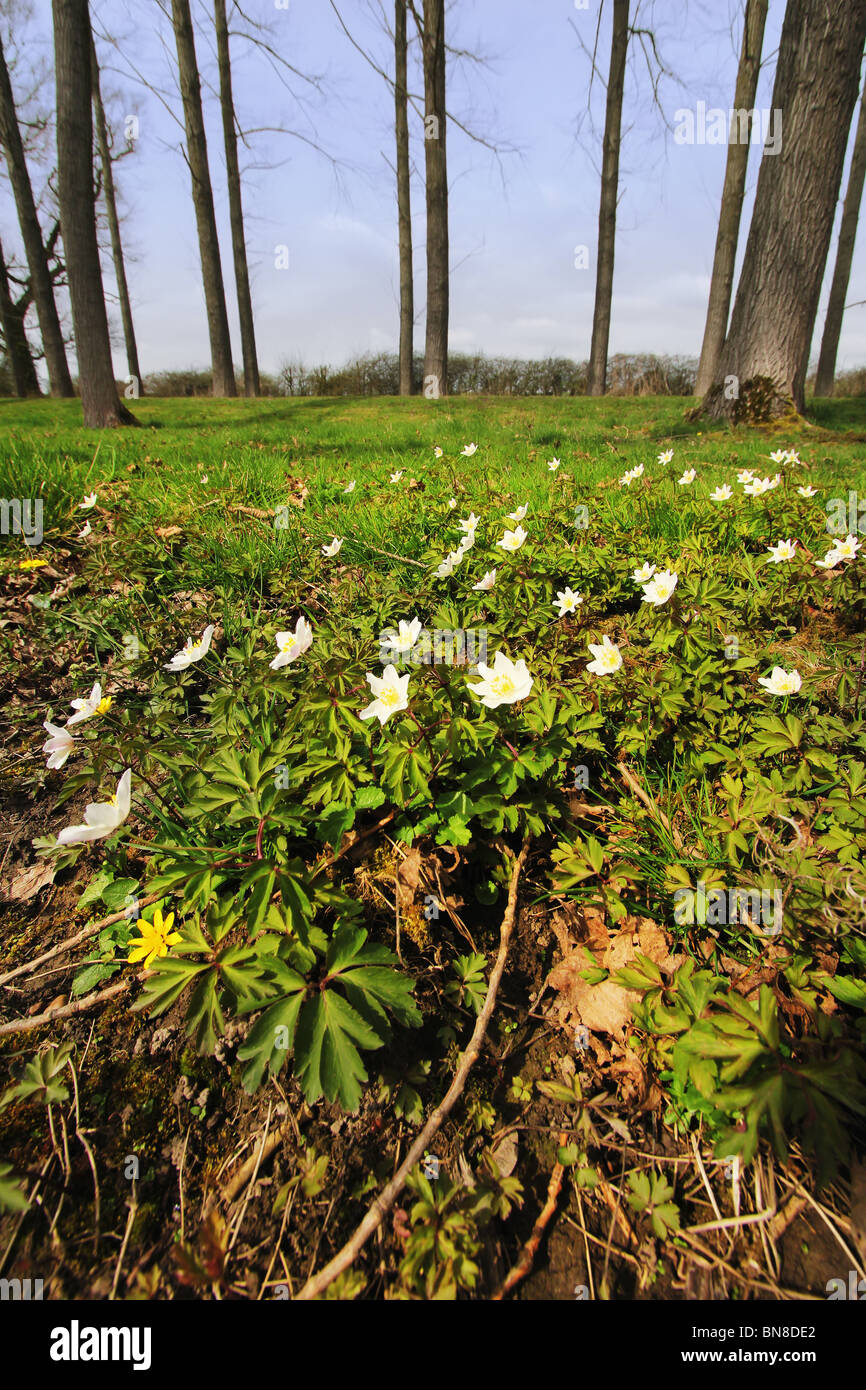 wild flowers growing in a wood in the countryside Stock Photo - Alamy