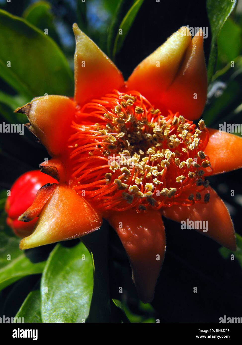 Macro shot of developing Pomegranate fruit, from the fruit bearing, deciduous Pomegranate shrub, long history of use by man Stock Photo