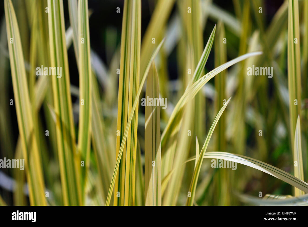 Variegated Aquatic Grass Stock Photo Alamy