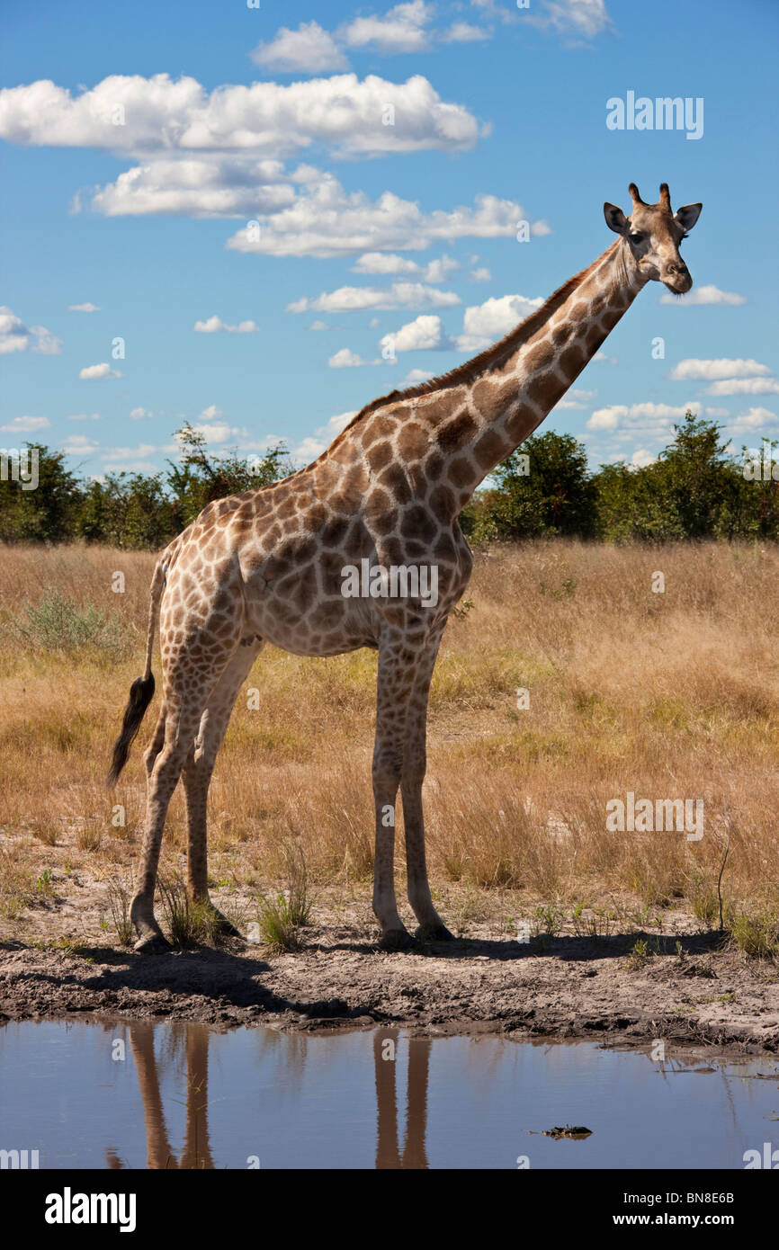 A Giraffe (Giraffa camelopardalis) at a waterhole in the Savuti region of Botswana Stock Photo