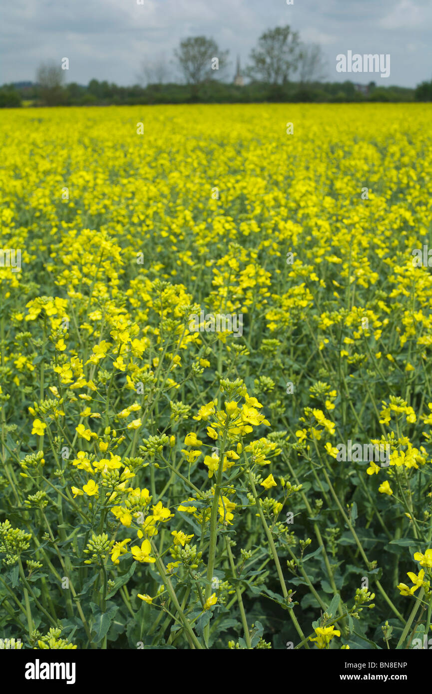 A field of oil seed rape Stock Photo - Alamy