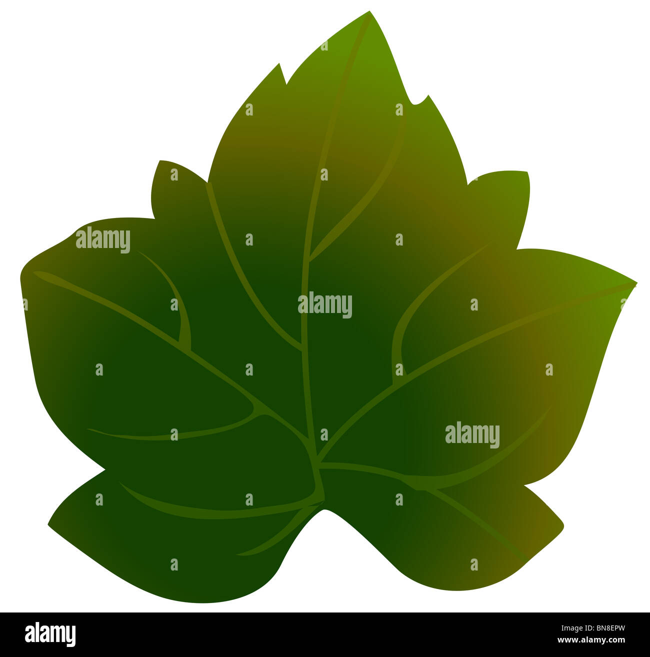 illustration drawing of green leaf in white background Stock Photo Alamy