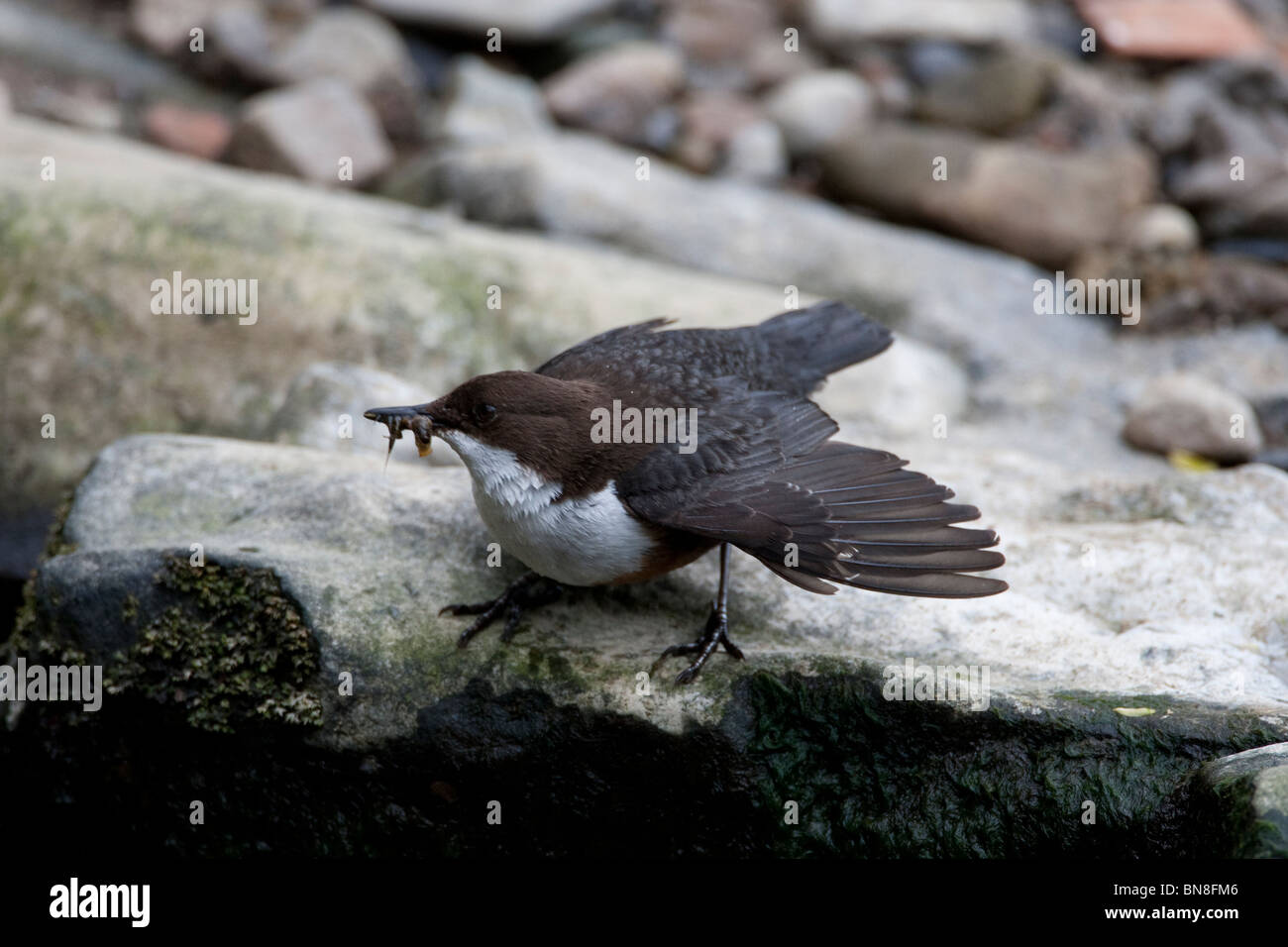 Dipper on the River Alyn, North Wales. Stock Photo