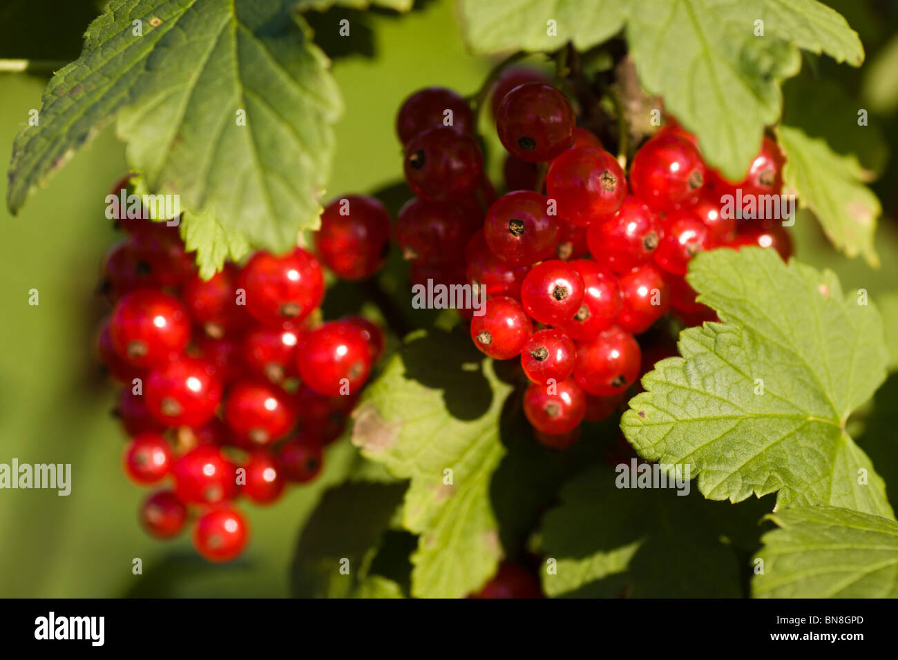 Clusters of the fresh red currant. Stock Photo