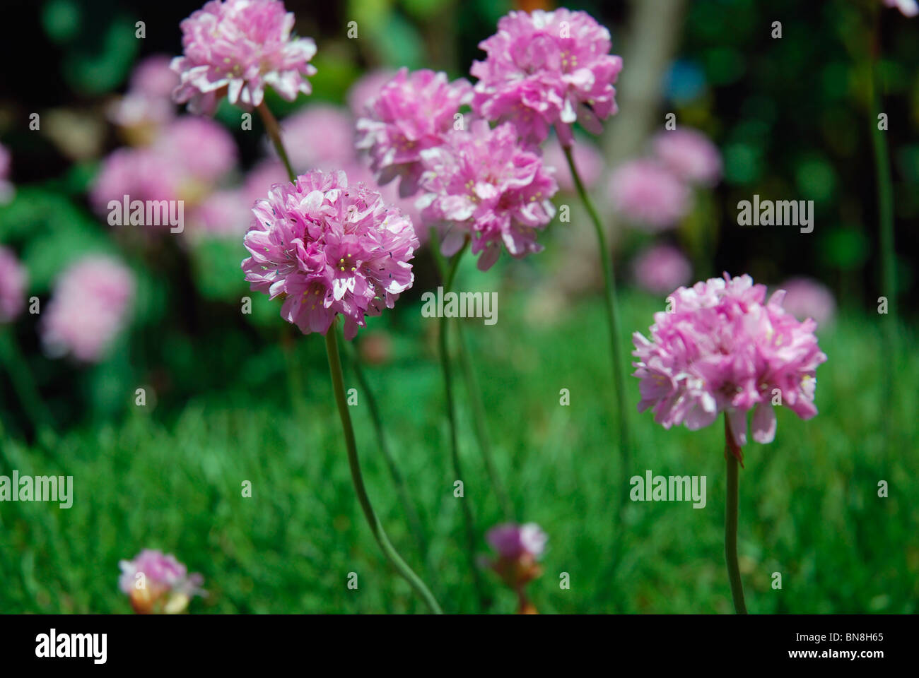 Thrift or Sea Pink flowers Stock Photo