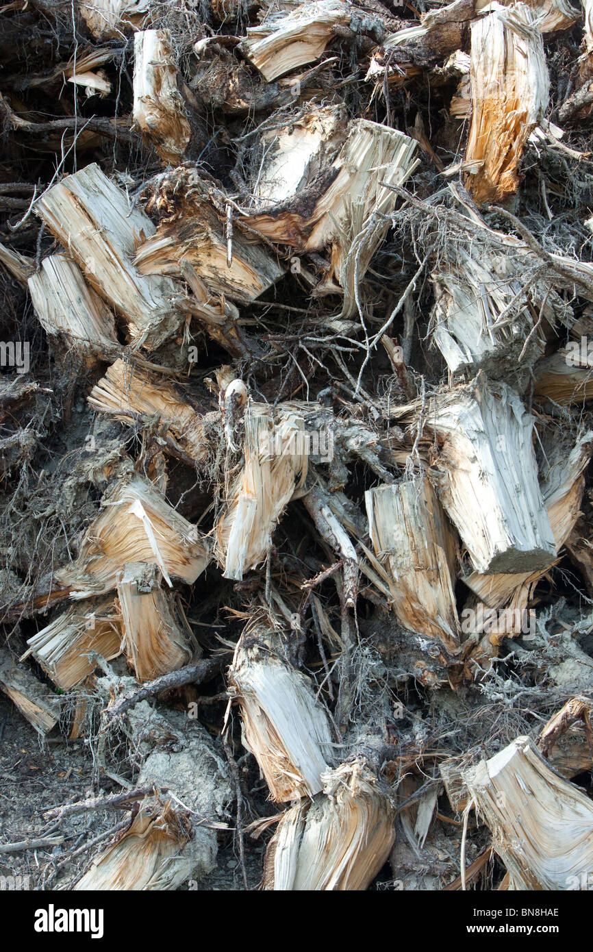 piled spruce stumps Stock Photo