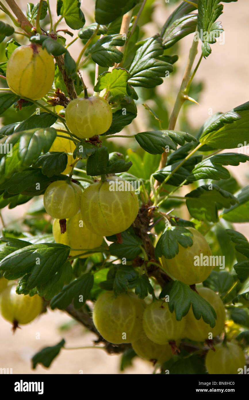 Gooseberries (Ribes uva-crispa) growing on bush Stock Photo