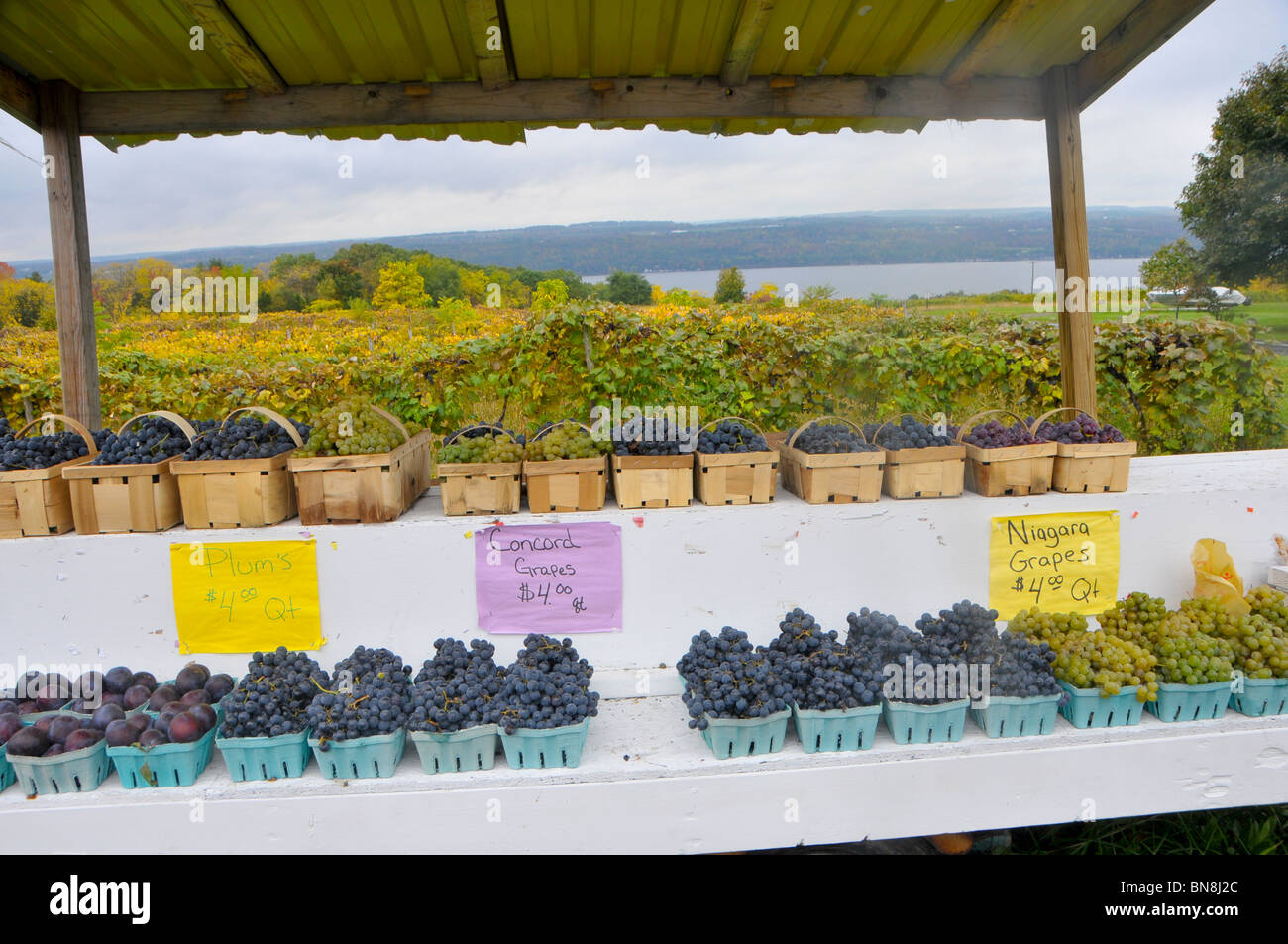 Grapes for sale at Roadside Stand in Finger Lakes Region New York Stock