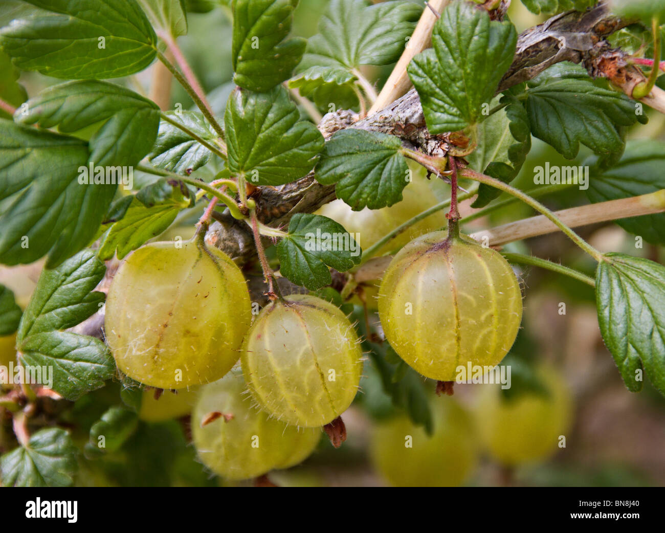 Gooseberries (Ribes uva-crispa) growing on bush Stock Photo