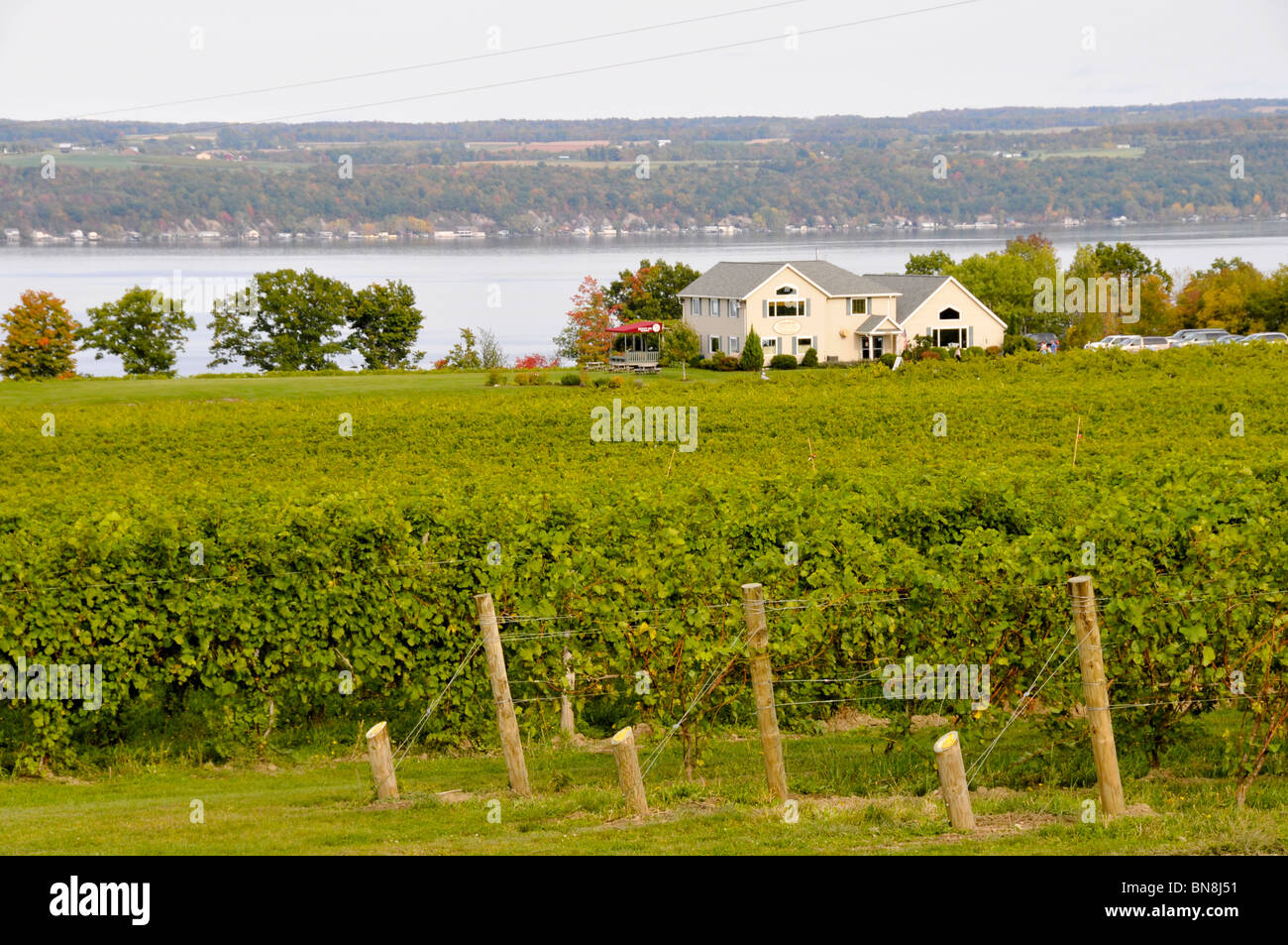 Winery Vineyards Finger Lakes Region New York Cayuga Lake Stock Photo