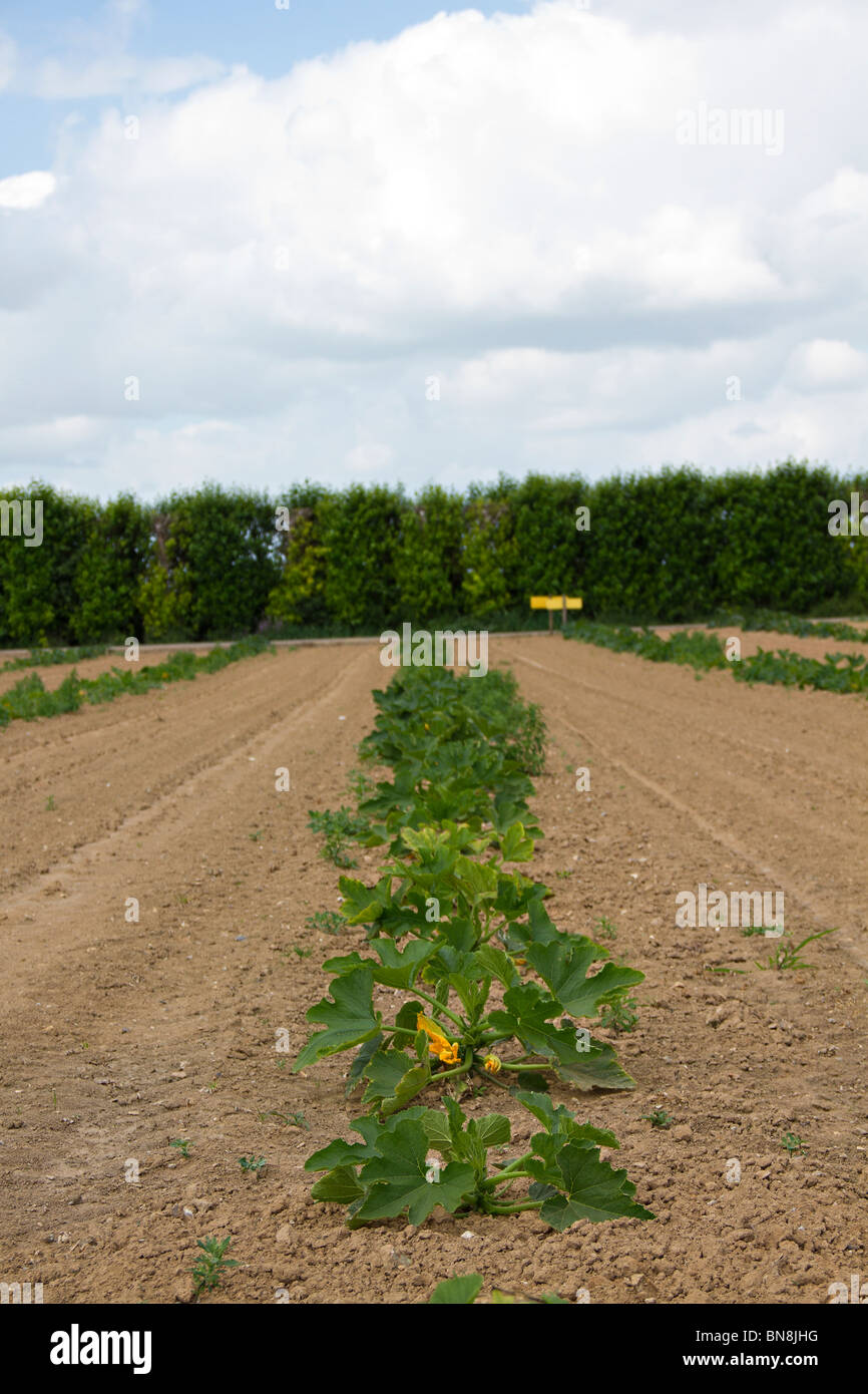 Rows of Marrow plants growing in field Stock Photo