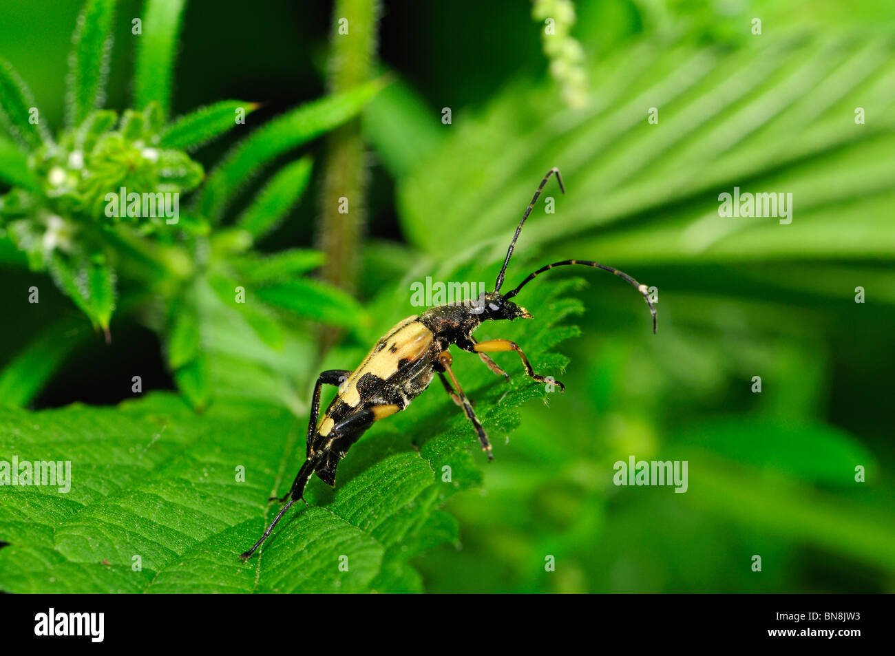 Strangalia maculata (Longhorn Beetle). Kent, UK, June Stock Photo