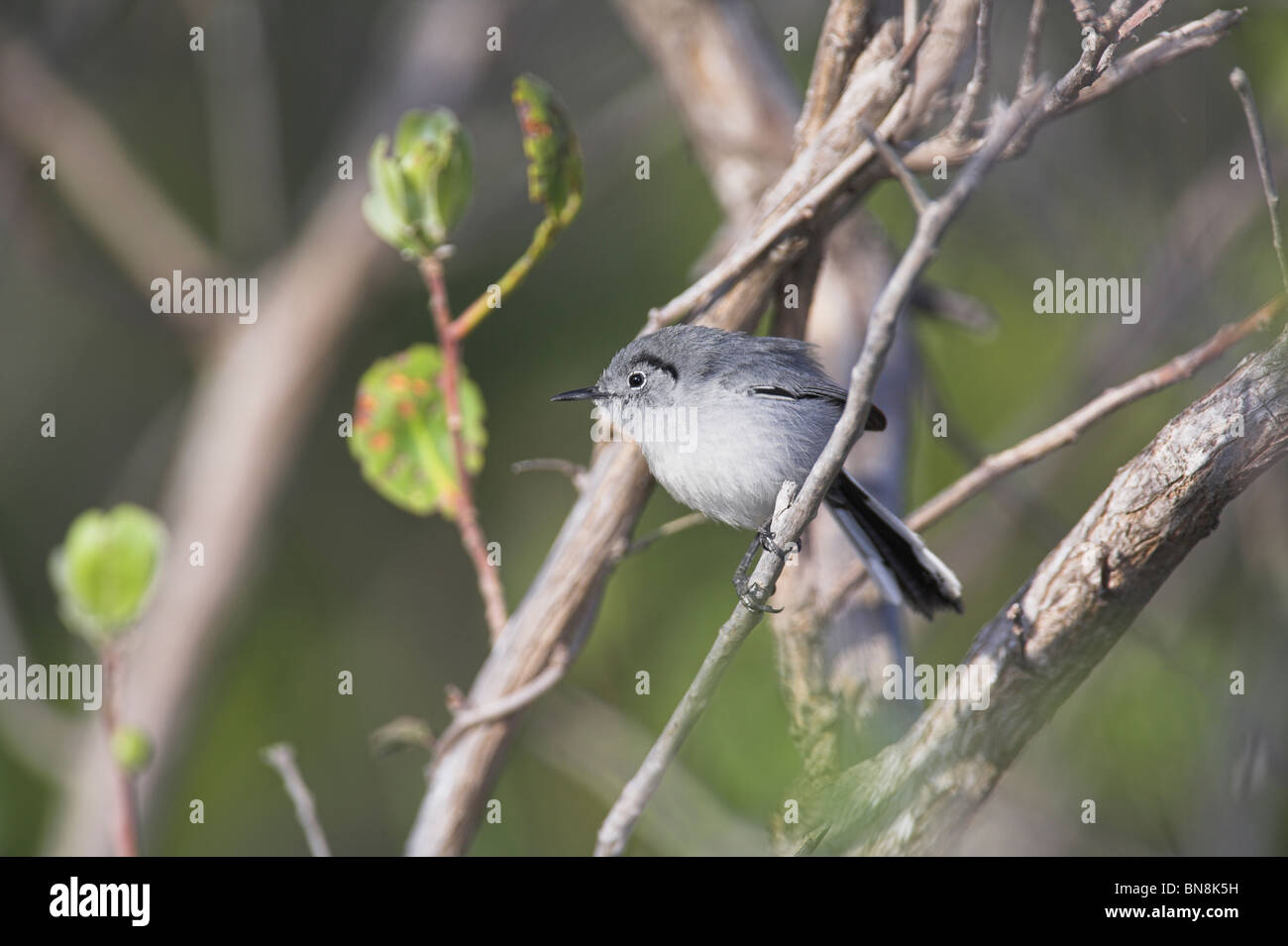 Gnatcatcher Stock Photos and Pictures - 764 Images