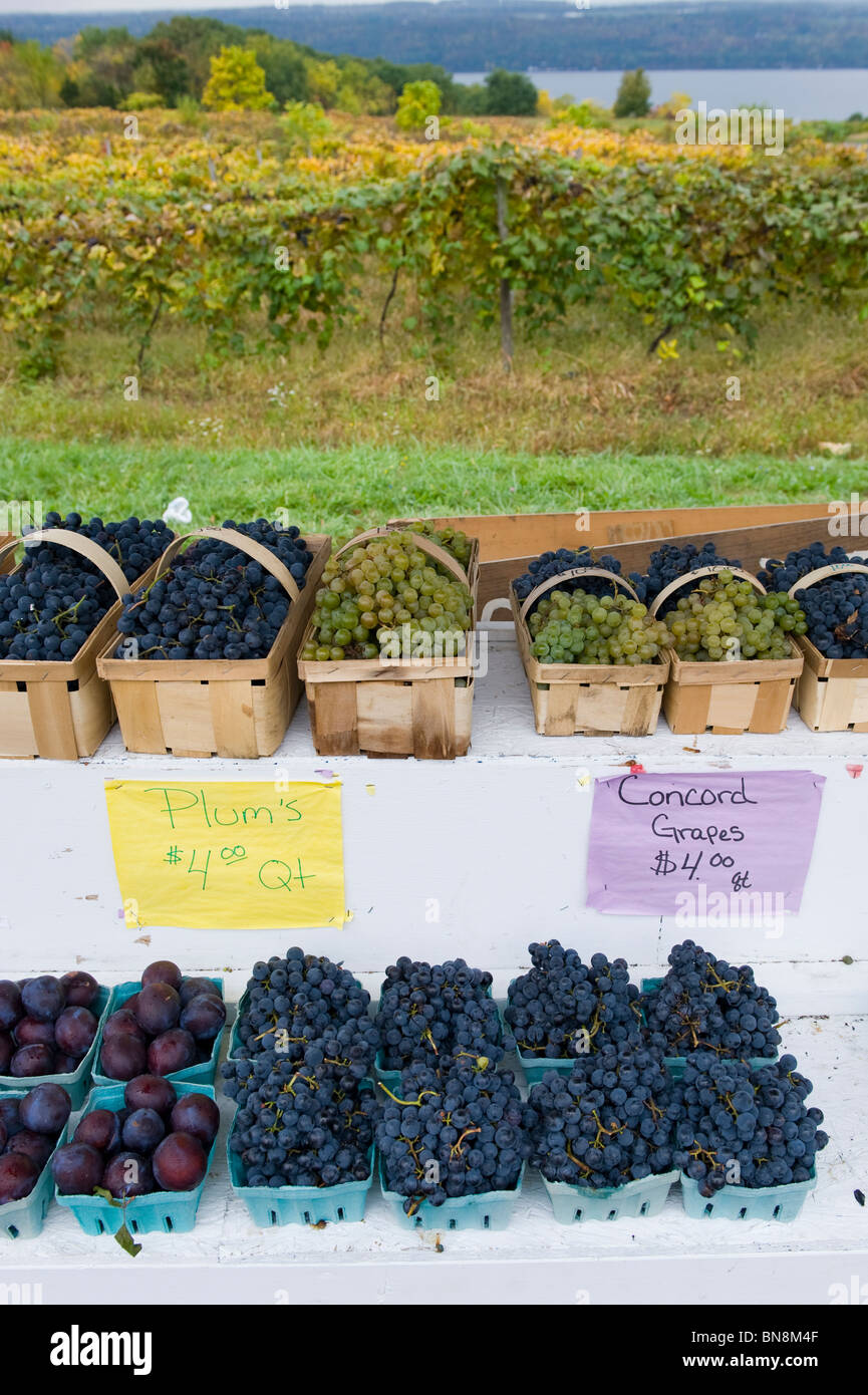 Grapes for sale at Roadside Stand in Finger Lakes Region New York Stock