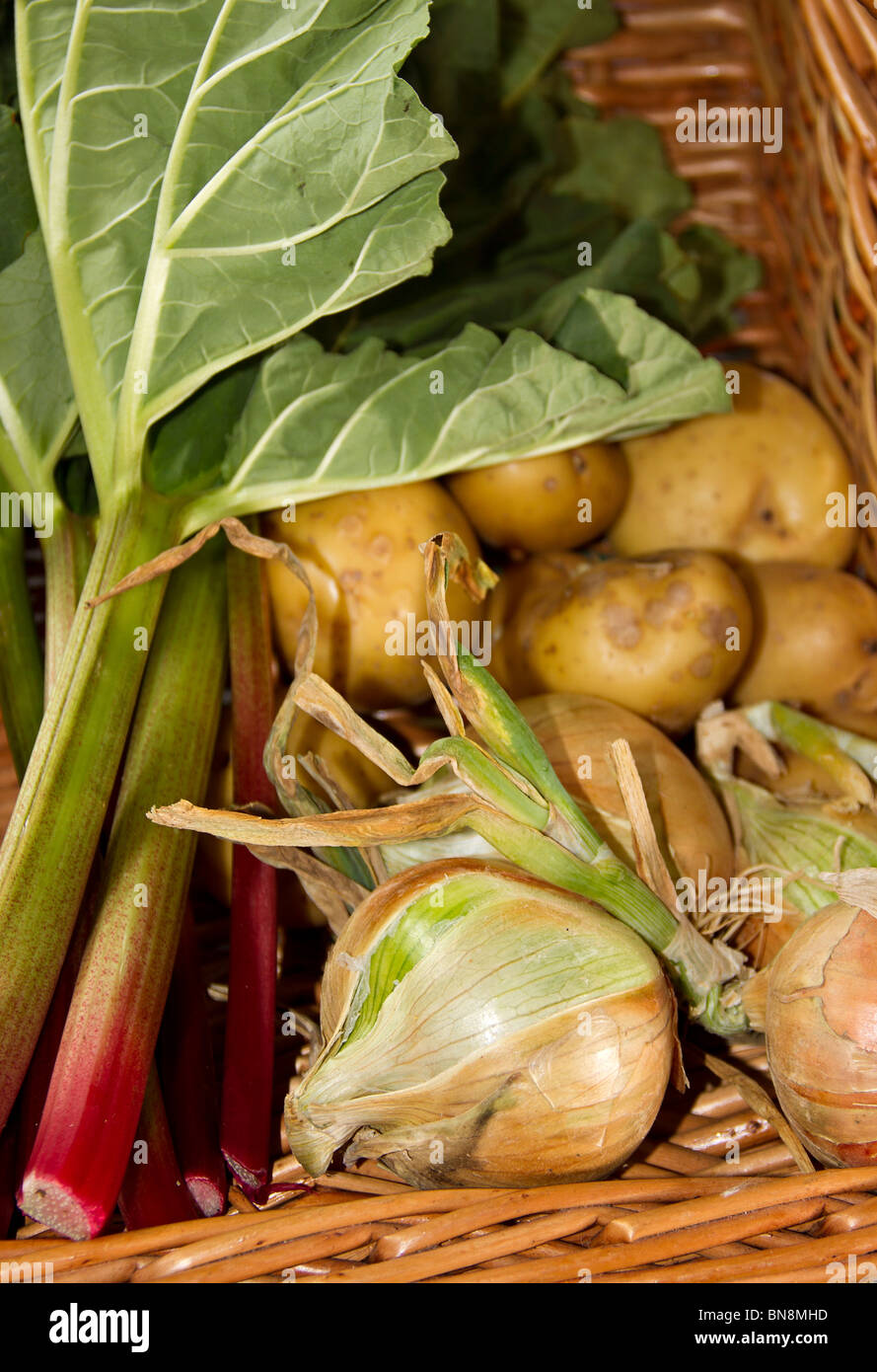 Rhubarb, potatoes and onions from an English Pick Your Own farm and placed in a wicker basket Stock Photo