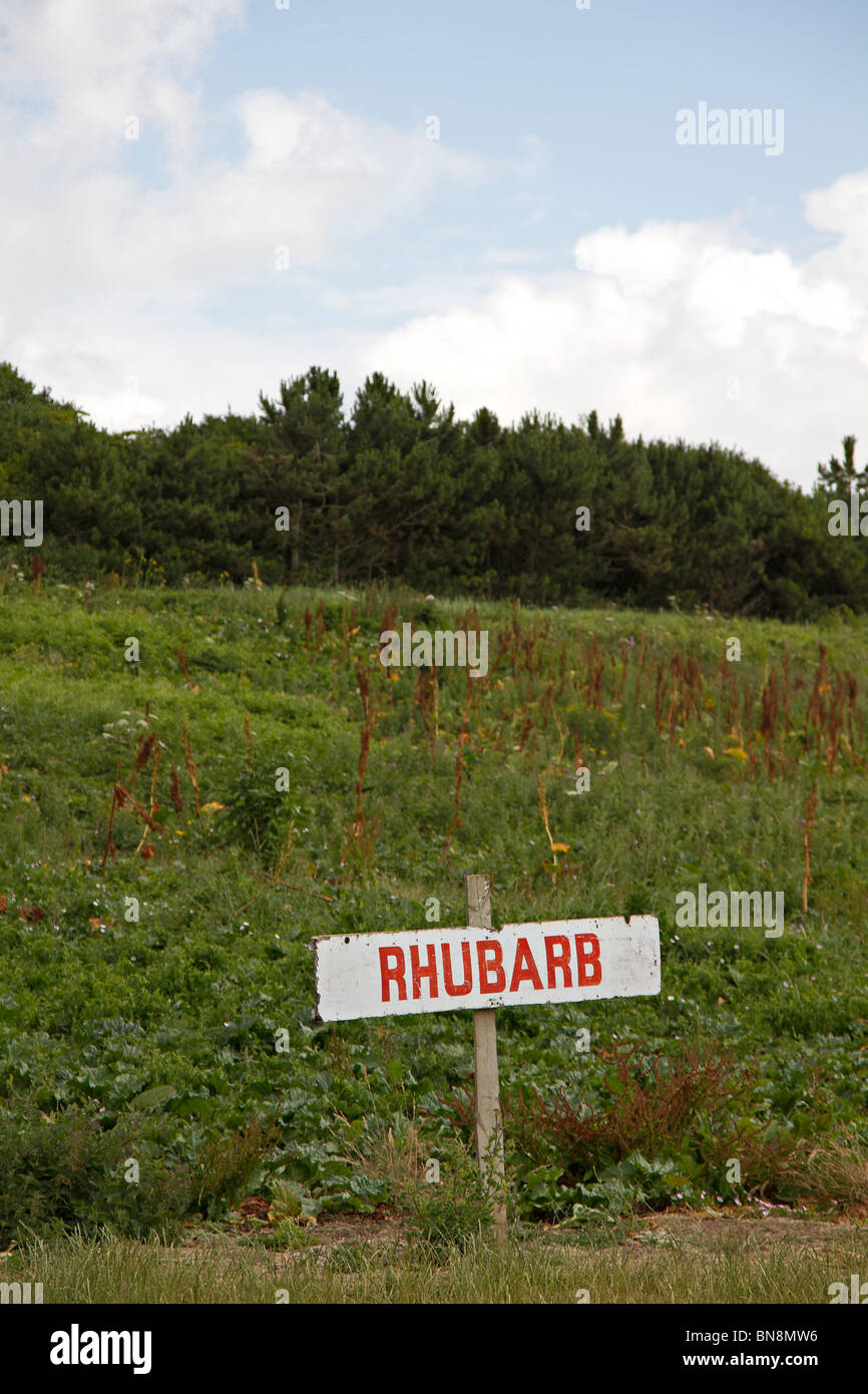 Rhubarb field on a Pick Your Own Farm, Sussex, UK Stock Photo