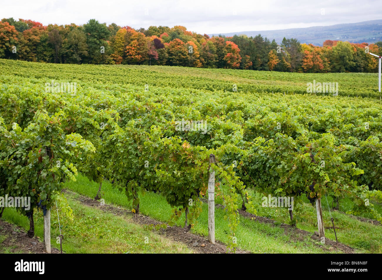 Grape Vineyards at Winery Finger Lakes Region New York Stock Photo Alamy