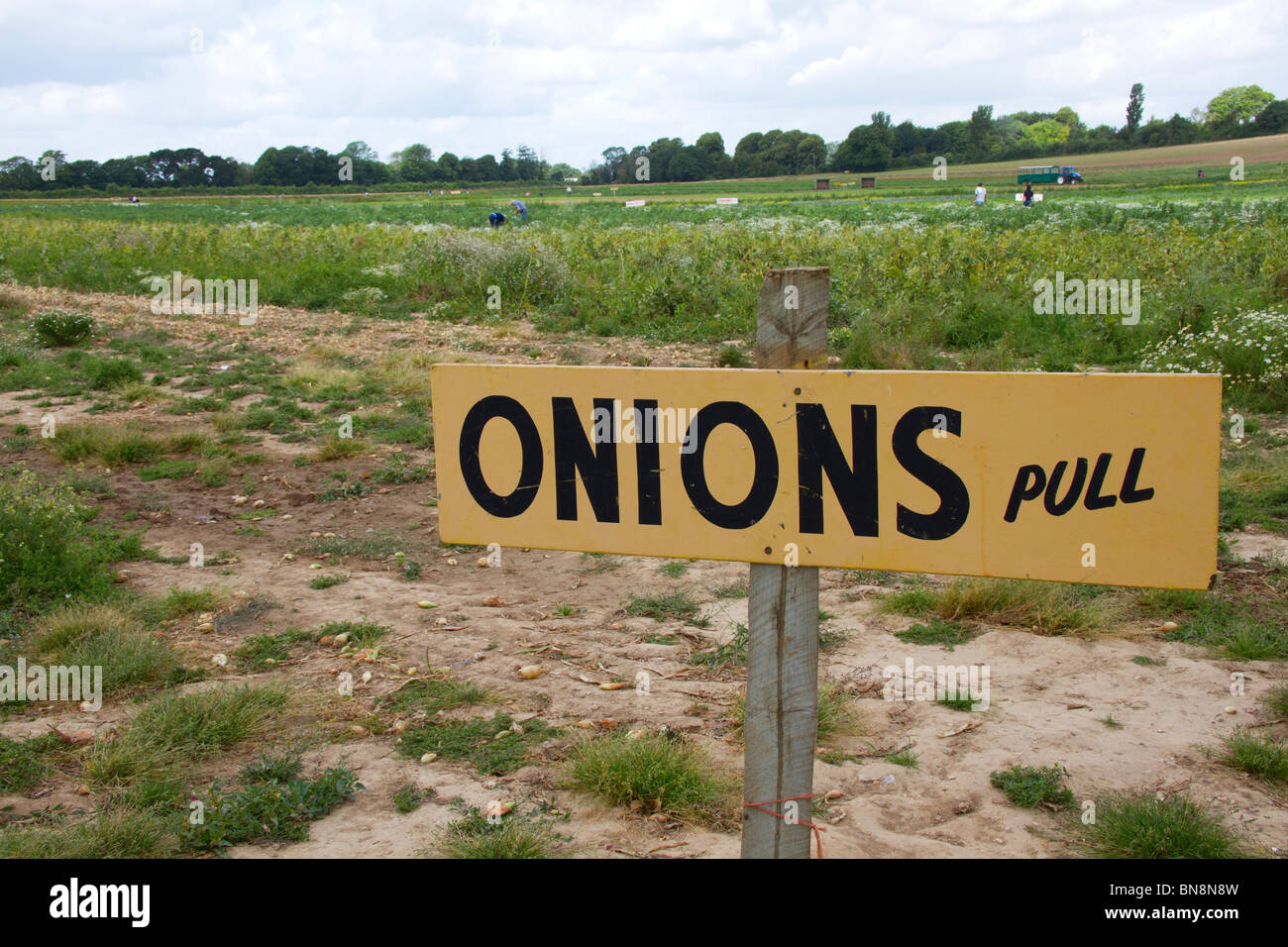 Sign pointing to onion field on a Pick Your Own farm, Sussex, UK Stock Photo