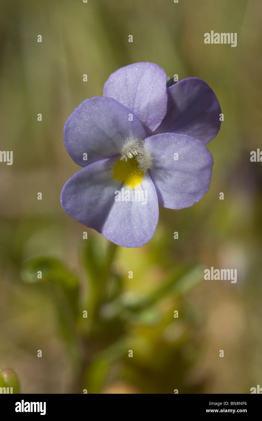 Dwarf pansy flower (Viola kitaibeliana) Stock Photo