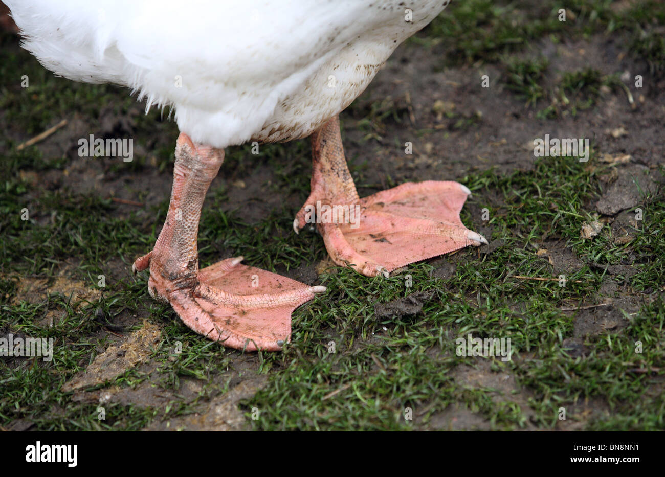 Goose legs hi-res stock photography and images - Alamy