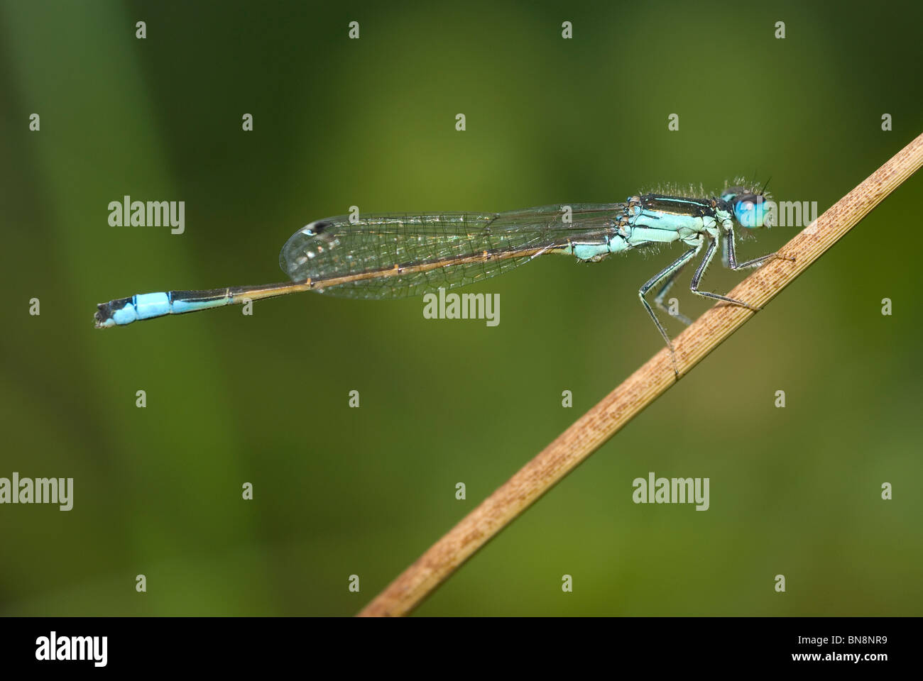 Iberian Bluetail damselfly (Ischnura graellsii) Stock Photo
