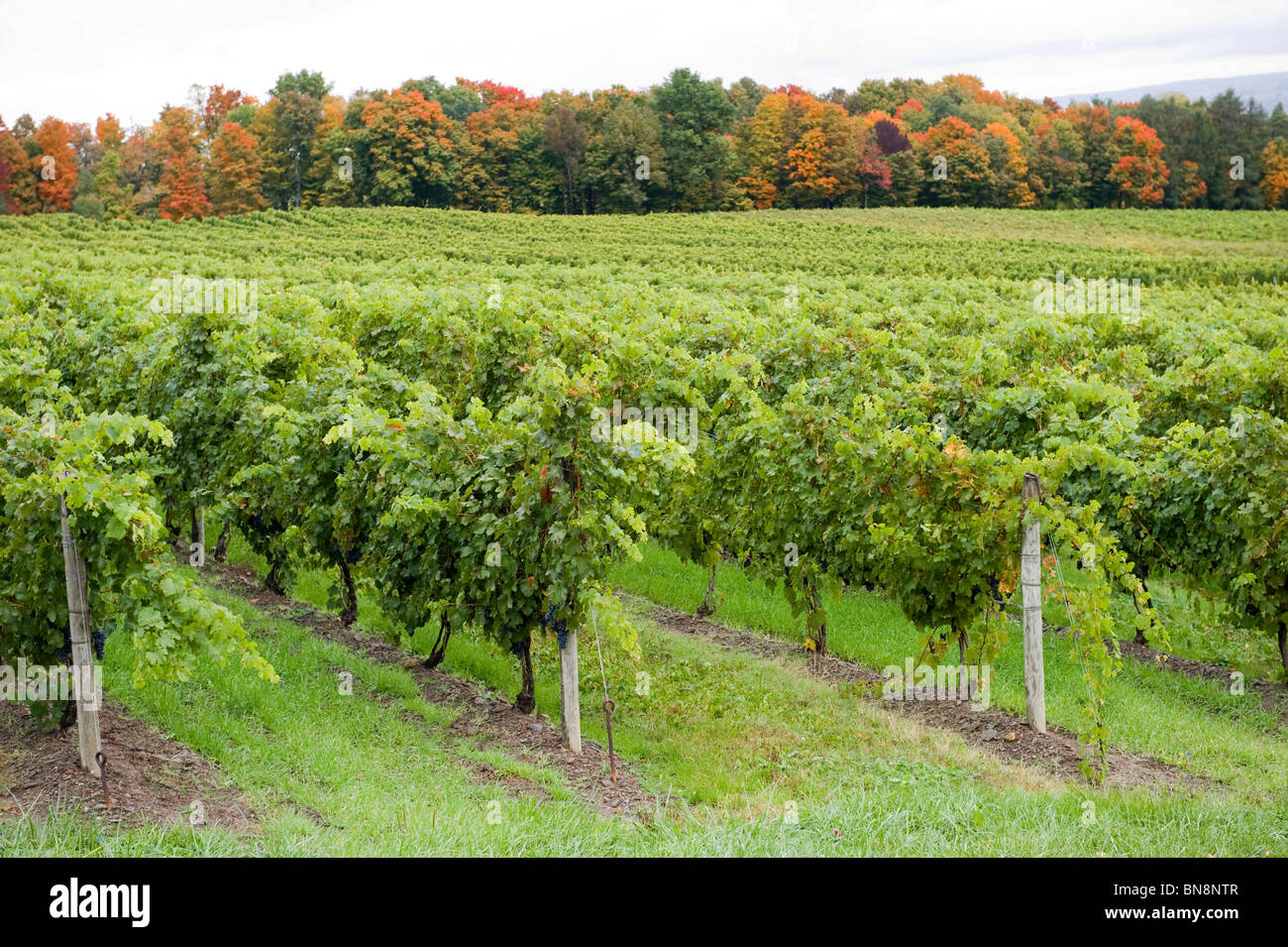 Grape Vineyards at Winery Finger Lakes Region New York Stock Photo Alamy