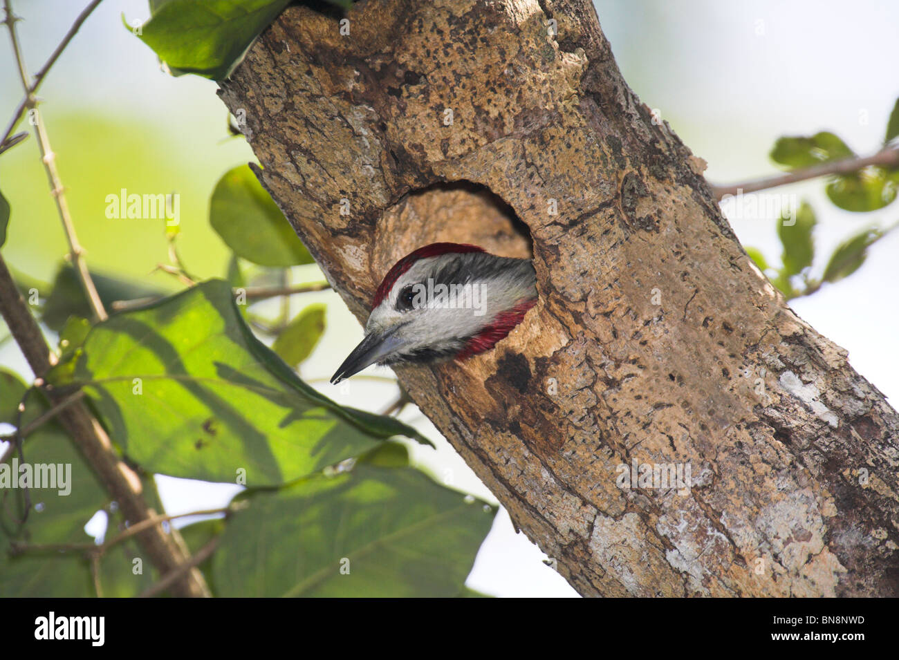 Cuban Green Woodpecker Xiphidiopicus percussus male at nesting hole at Zapata, Republic of Cuba in March. Stock Photo