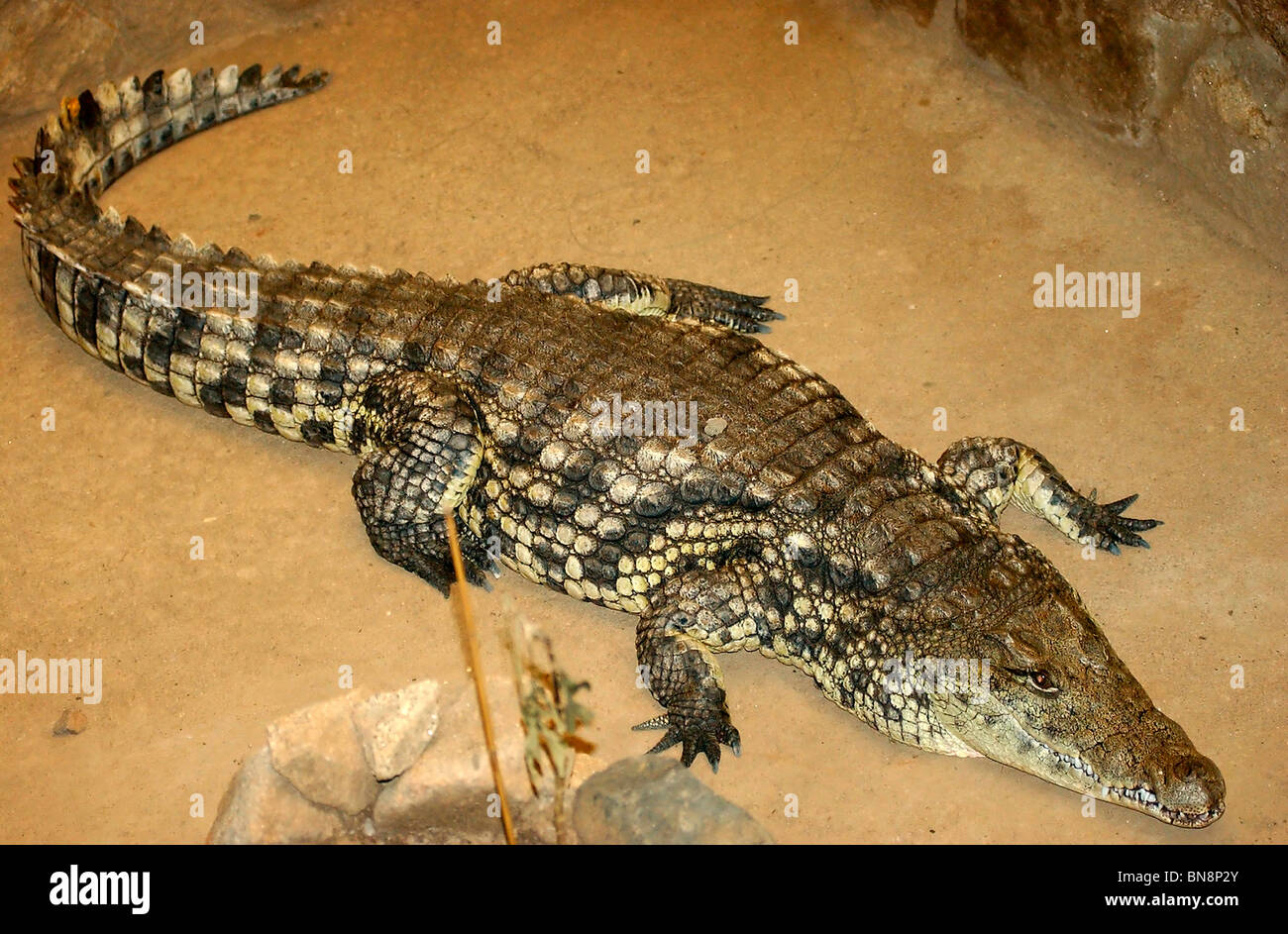 Crocodile of the Nilo Stock Photo - Alamy