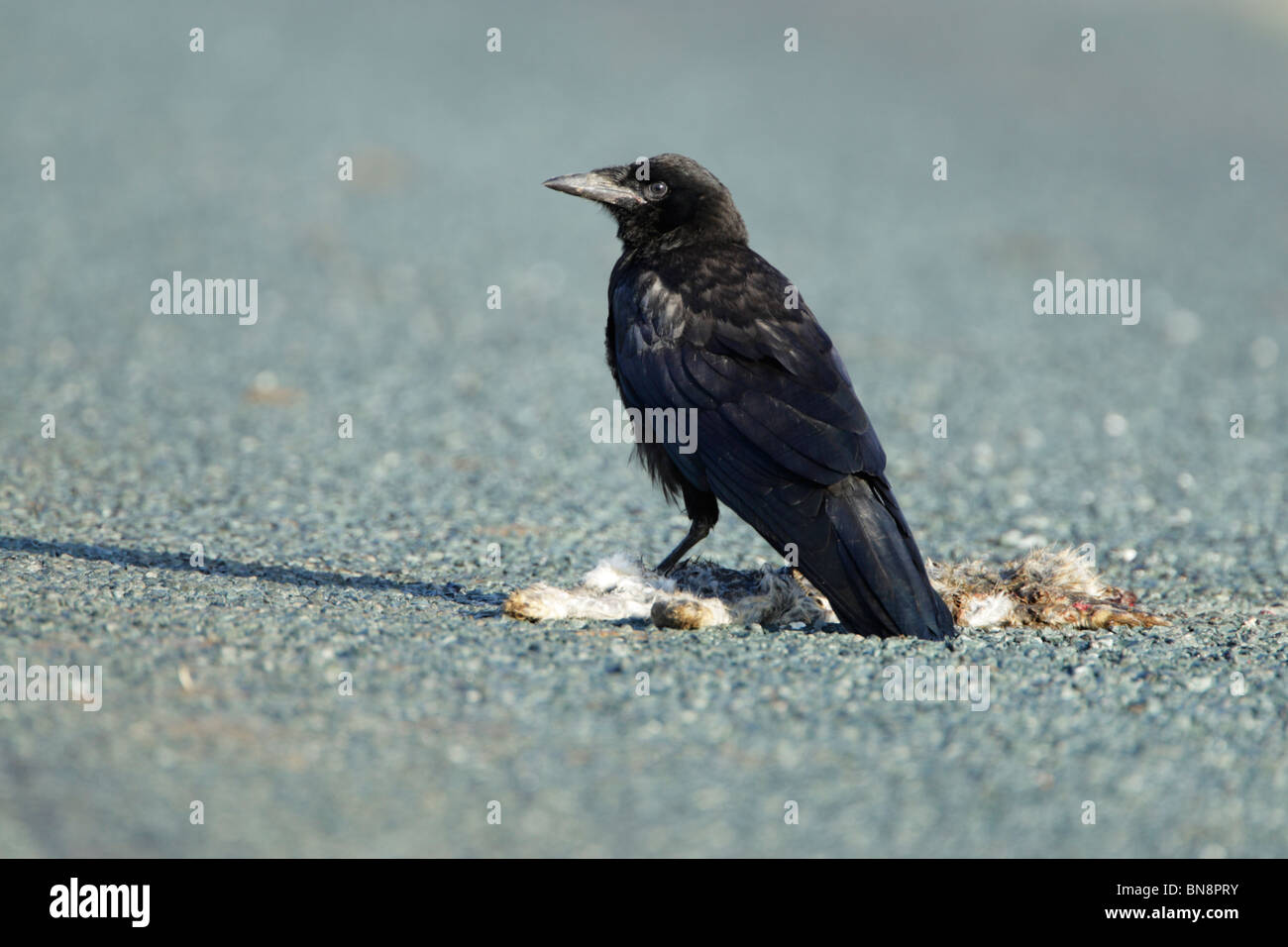 Rook (Corvus frugilegus) on road kill Stock Photo