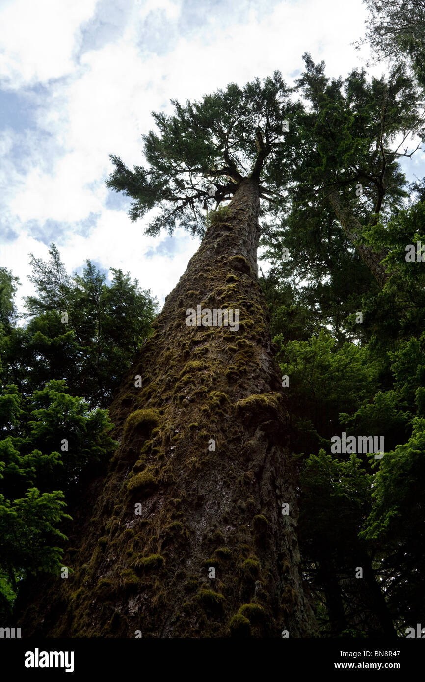 Giant douglas fir tree hires stock photography and images Alamy