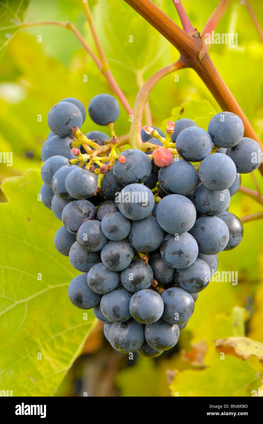Grapes on Vines Finger Lakes Region New York Stock Photo Alamy