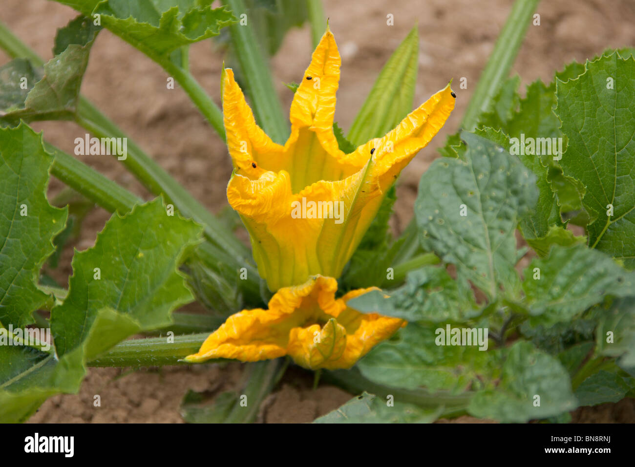 Marrow (Cucurbita pepo) plant in flower in Sussex, England, UK Stock Photo