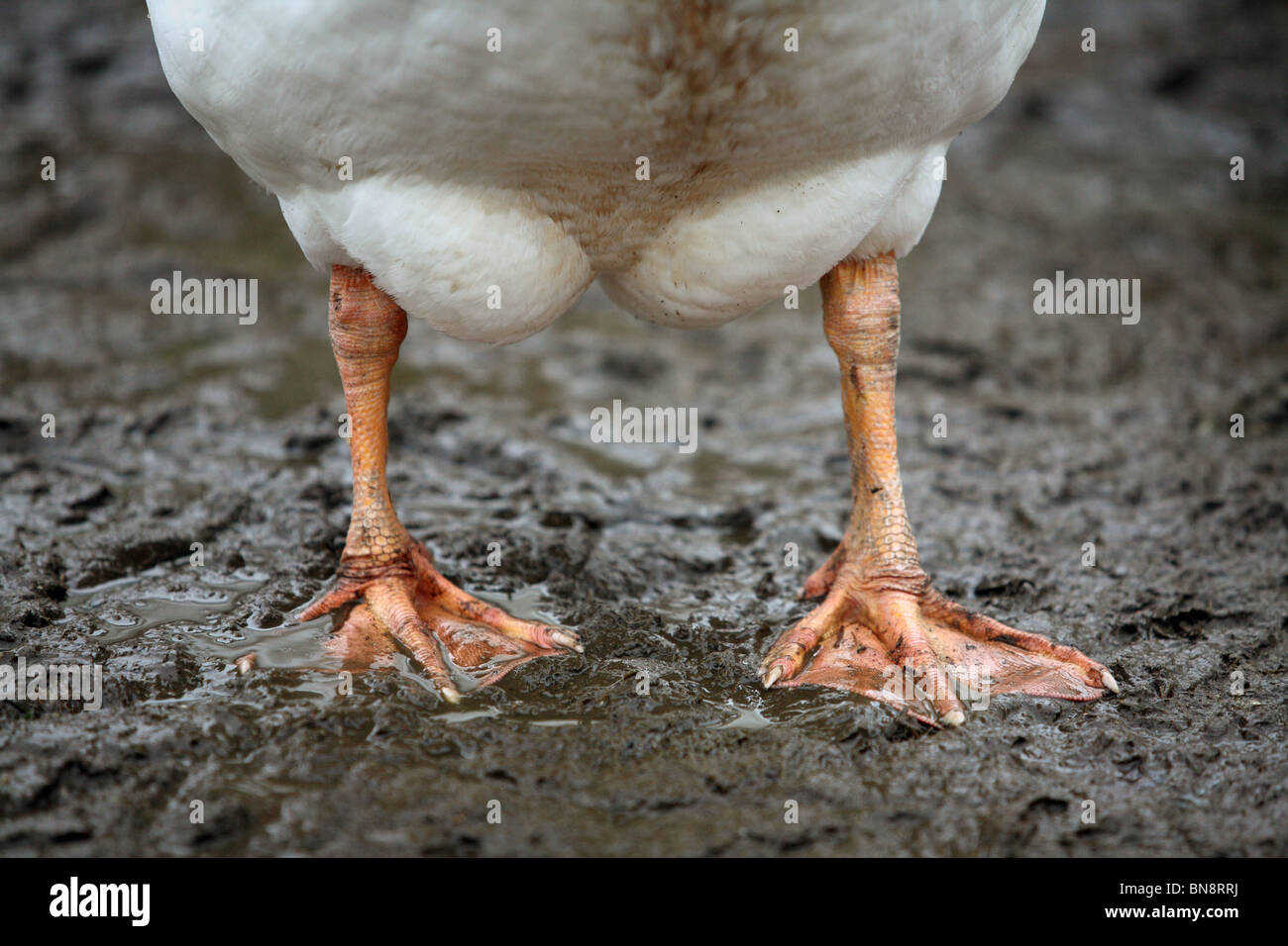 Goose legs on muddy ground Stock Photo - Alamy