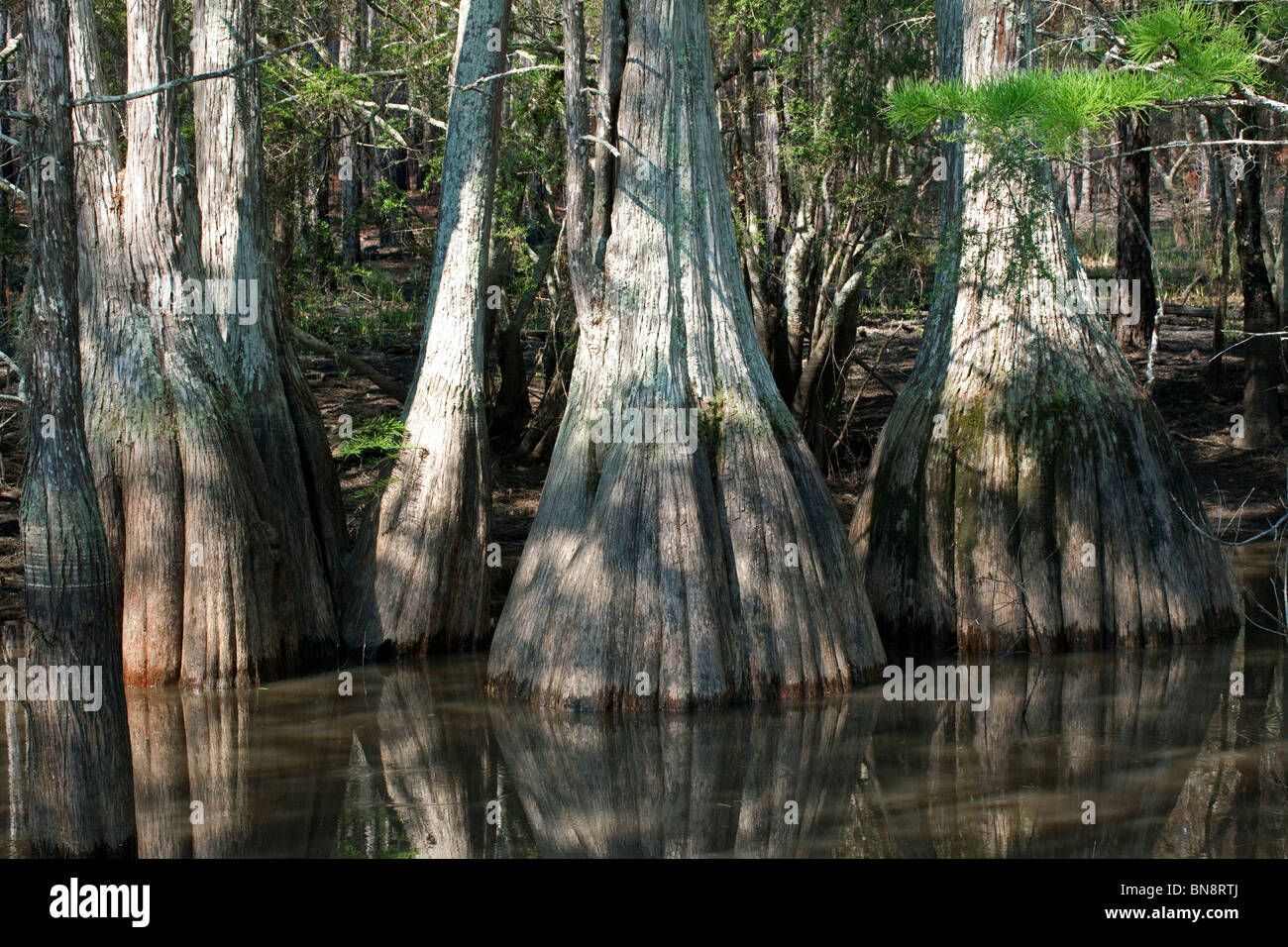 Cypress Knees Florida USA Stock Photo