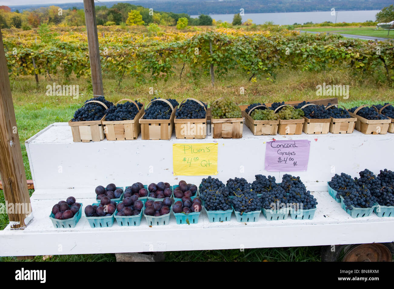 Grapes for sale at Roadside Stand in Finger Lakes Region New York Stock