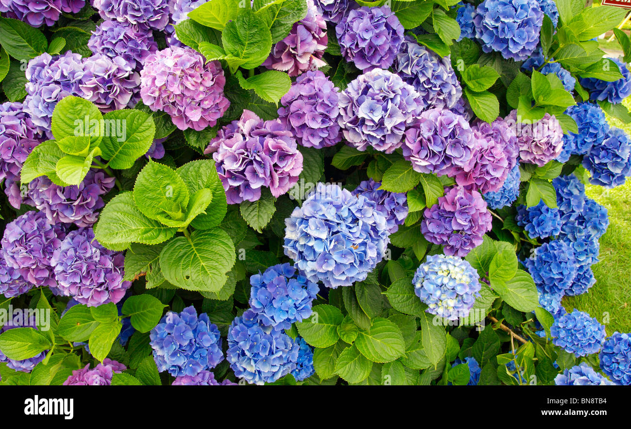 Hydrangea macrophylla. Stock Photo