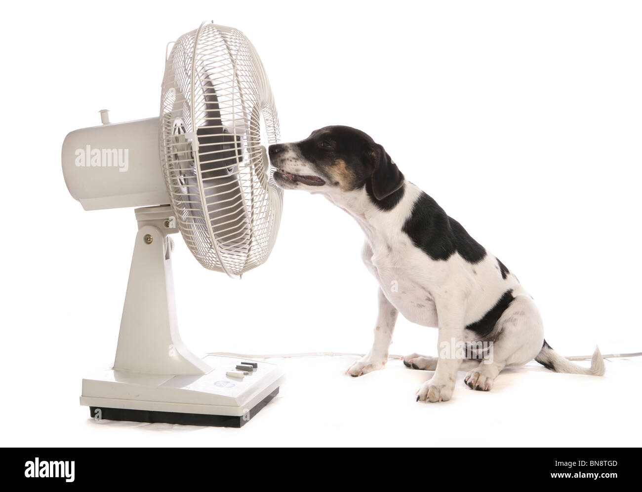 Do Dogs Like Electric Fans