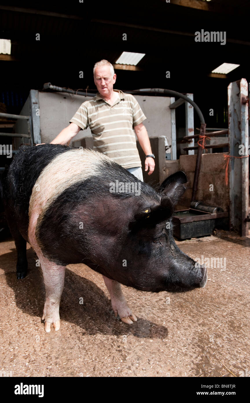 Hampshire boar being washed prior to show Stock Photo Alamy