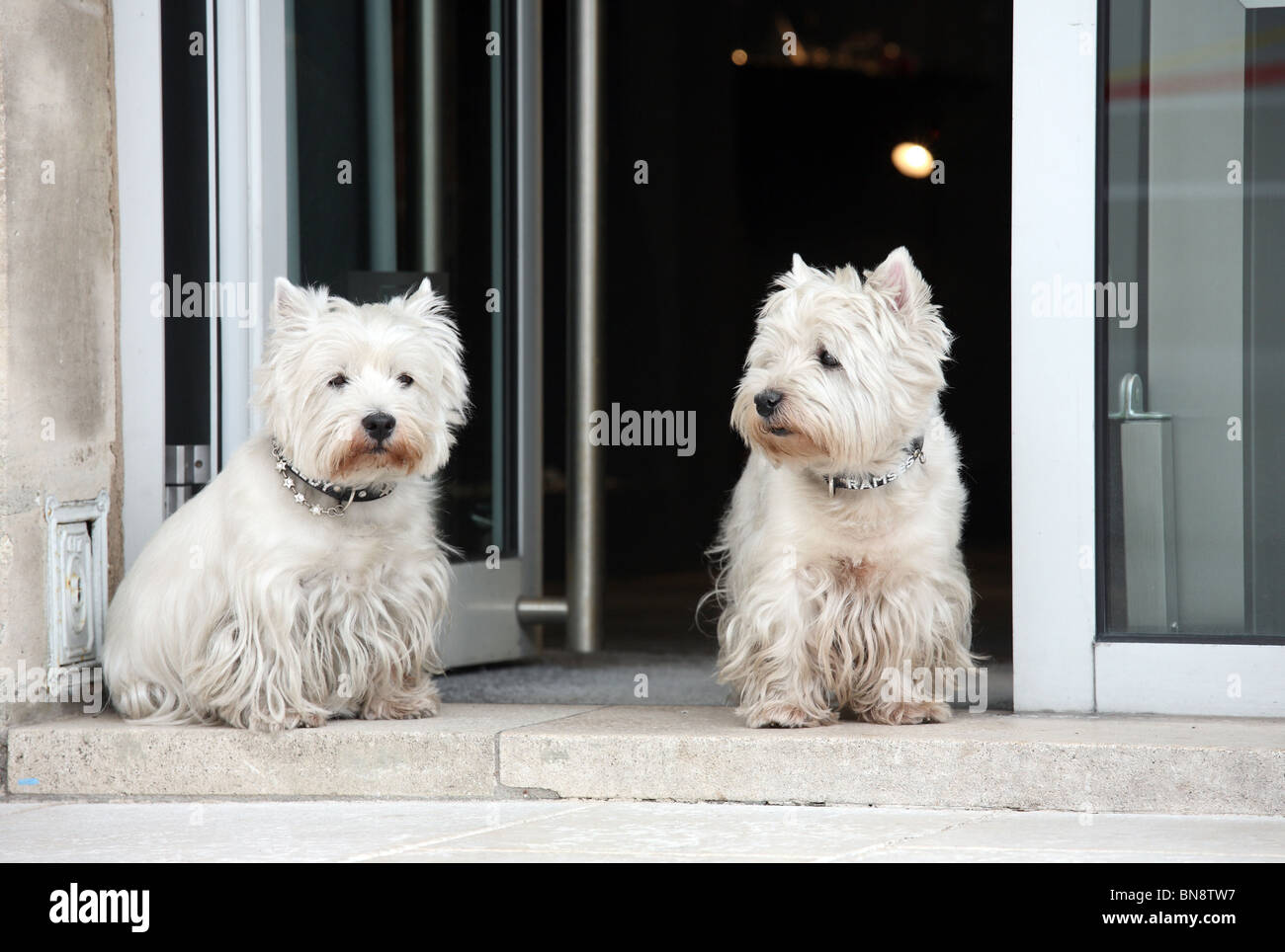 Two West Highland White Terriers, Nancy, France Stock Photo